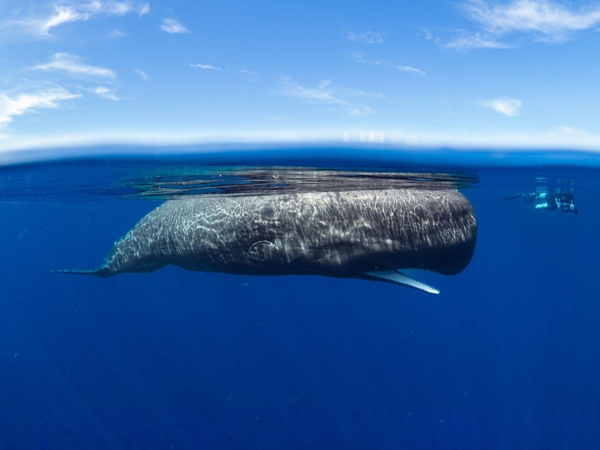 Swimming with Sperm Whales